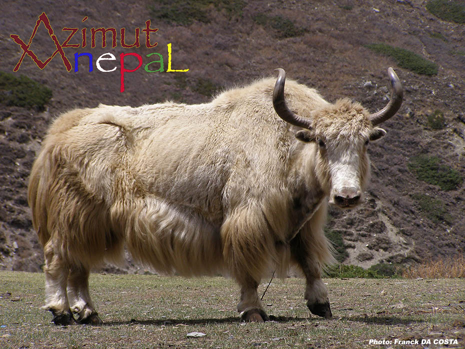 Yak domestique (Bos grunniens grunniens Linnaeus, 1766) - Trek Nepal 