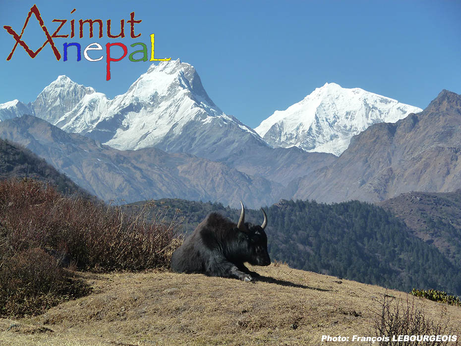 Click to enlarge image Yak & Ganesh Himal.jpg