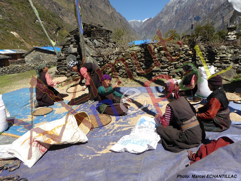 Click to enlarge image Tsumbas separent grain de la balle.jpg